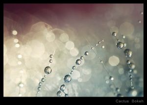 Cactus Bokeh.jpg